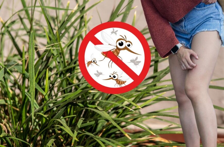 Adiós mosquitos: ¡La planta milagrosa que no puede faltar este verano!