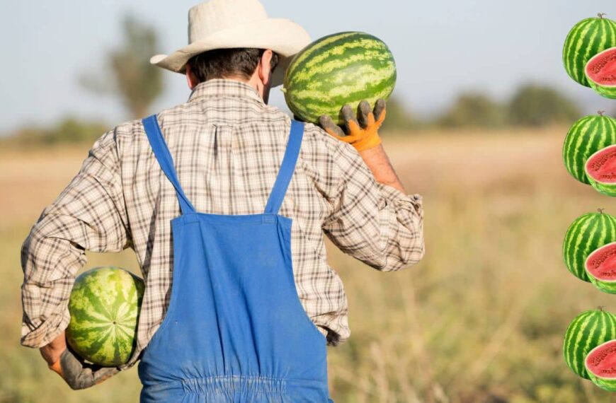 Aprovecha al máximo el cultivo de sandías con estas técnicas y consejos