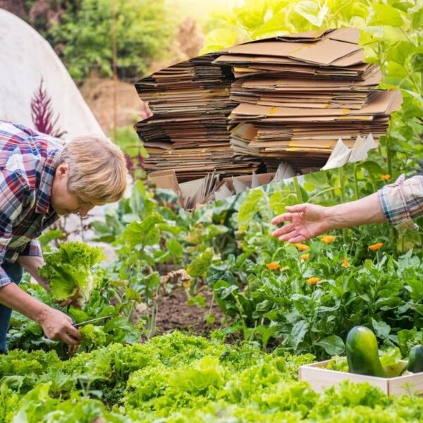 Cartón en el jardín: ¡cómo aprovechar al máximo este material subestimado en permacultura!