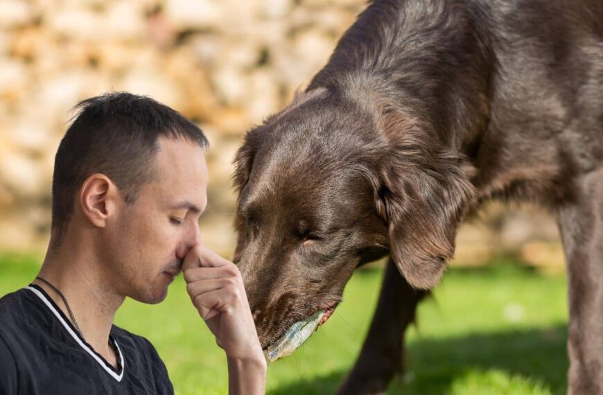 Cómo deshacerse del moho nauseabundo causado por el vómito de perro en su jardín