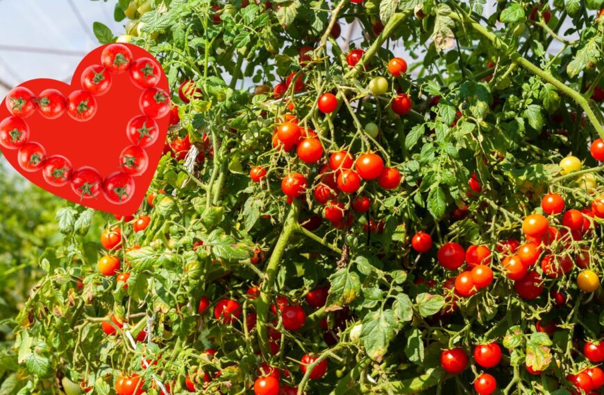 Cómo gestionar el crecimiento del tomate cherry en tu jardín o macetas
