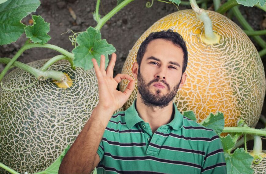 Cosecha perfecta de melones: descubre los secretos de la recolección profesional