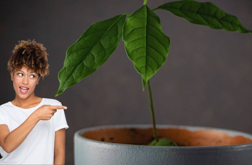 Cuándo y cómo plantar un aguacate: todo lo que necesitas saber