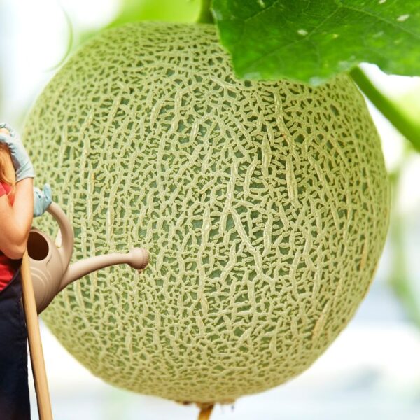 Descubra los secretos para cultivar melones prósperos en su jardín