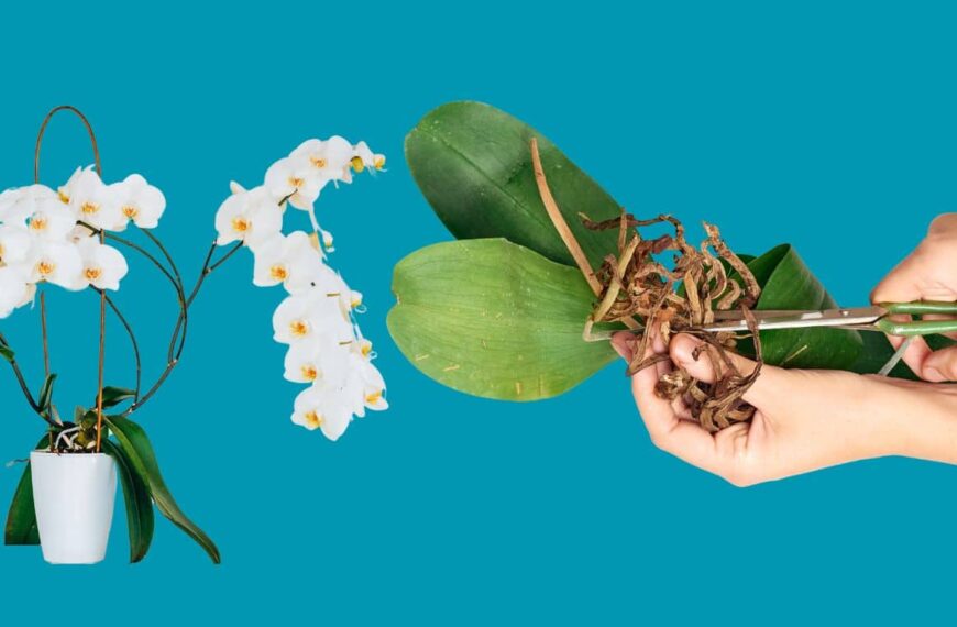 Desde cortar las raíces hasta florecer: aquí se explica cómo podar las orquídeas