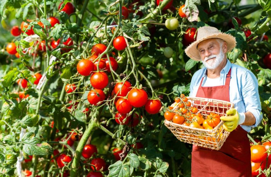 Duplica tu producción de tomate con este increíble ingrediente natural