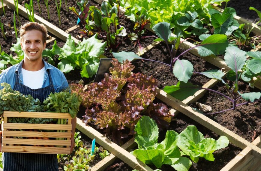 Lechuga: 5 variedades para cultivar en verano, resistentes al calor