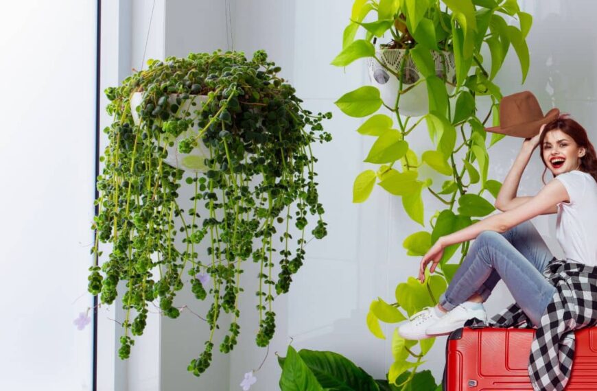 Mantén tus plantas sanas mientras estás de vacaciones con estos sencillos consejos