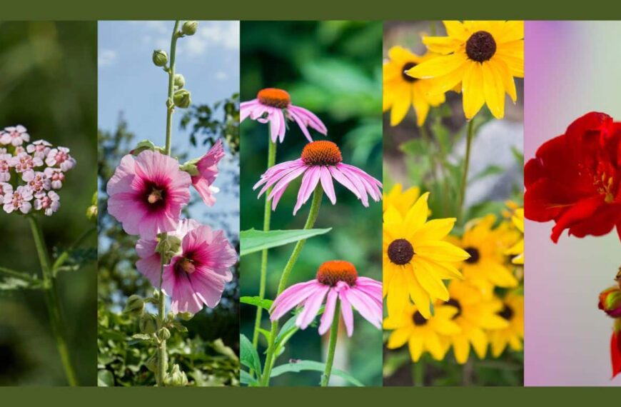 Plantas perennes que resisten el calor: 5 opciones ideales para plantar en julio