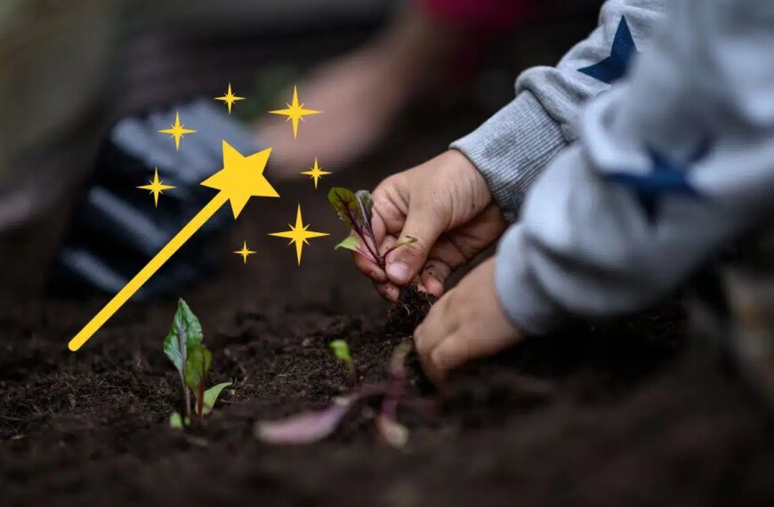 Realza tu jardín con la magia del orujo de remolacha