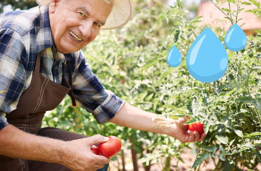 Revolucione su huerto: ¡cómo regar agua salada puede duplicar sus tomates!