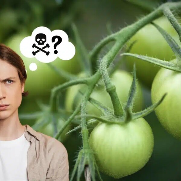 Tomates verdes: ¿tóxicos o comestibles? ¡Descubre el misterio!