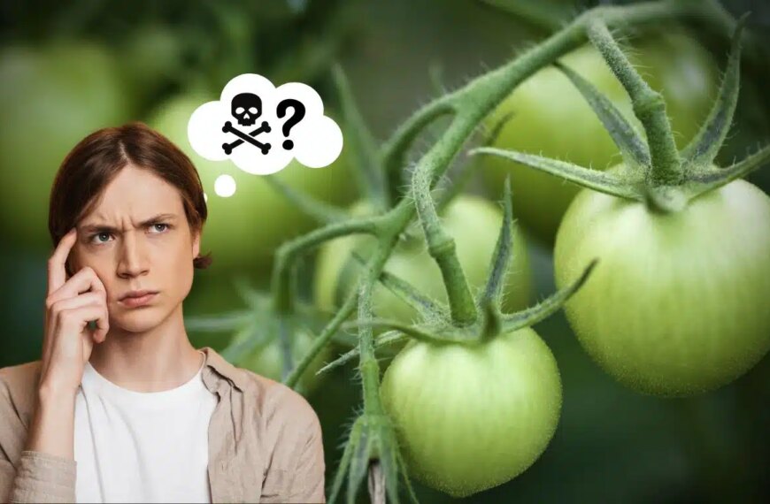 Tomates verdes: ¿tóxicos o comestibles? ¡Descubre el misterio!