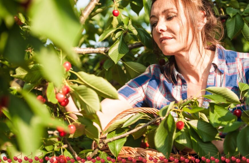¡Cómo recoger cerezas fácilmente, incluso si están en lo alto!