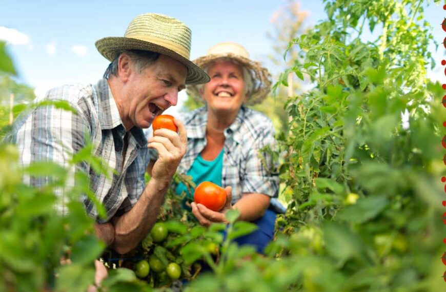 ¡Descubra si realmente necesita cortar las ramas de tomate para un mejor crecimiento!