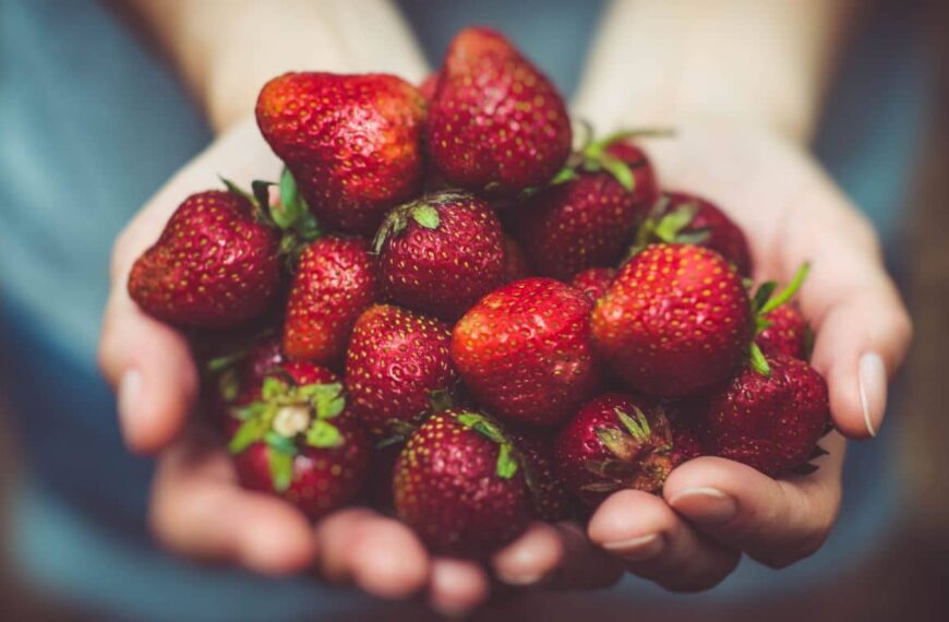 ¡Te revelamos el mejor fertilizante natural para tus fresas!