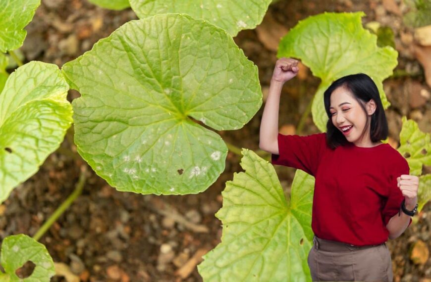 ¿Cómo se cultiva el wasabi? No es fácil, pero es factible y, lo más importante, ¡es algo de lo que estar orgulloso!