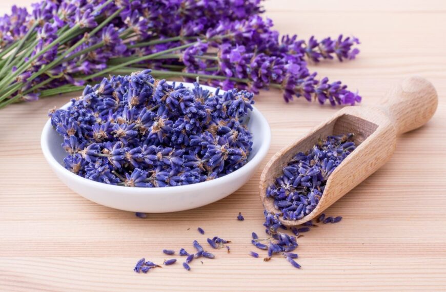 ¿Cómo y cuándo recolectar lavanda para hacer bolsas?