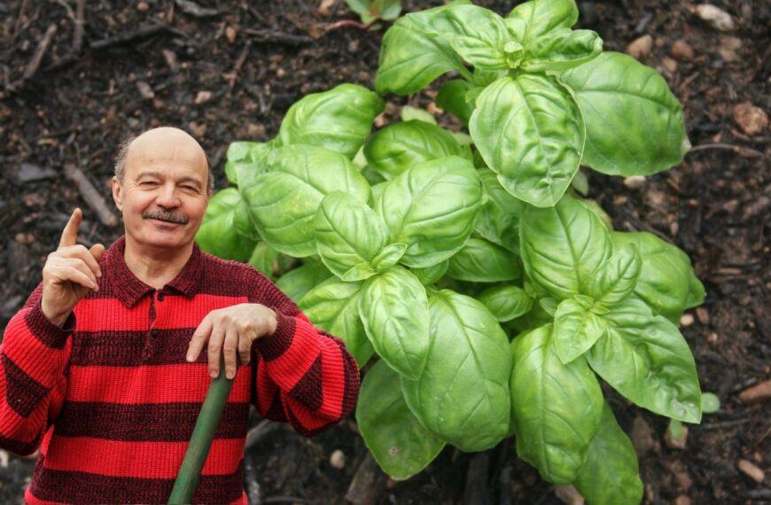 ¿Tu albahaca no crece? He aquí por qué y cómo solucionarlo