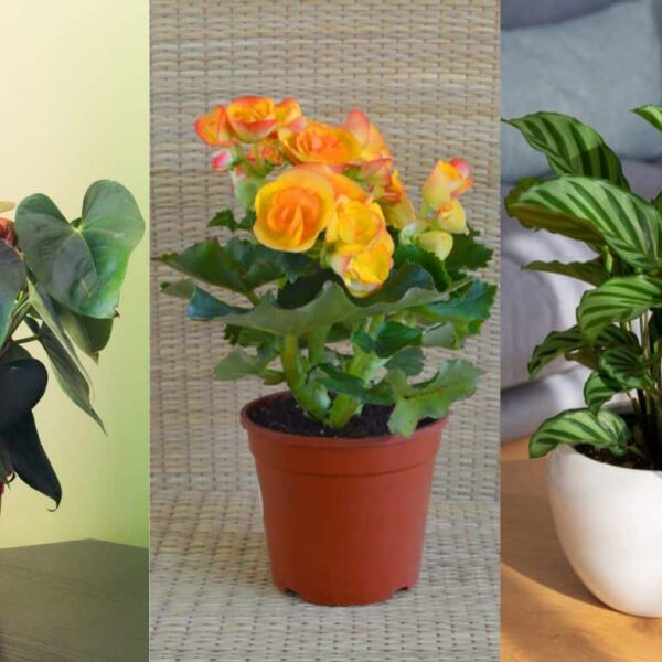 10 plantas amantes de la humedad perfectas para quienes tienen poco tiempo para dedicarle a la jardinería