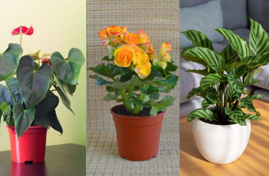 10 plantas amantes de la humedad perfectas para quienes tienen poco tiempo para dedicarle a la jardinería