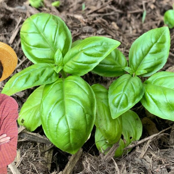 ¿Por qué tu albahaca se pone amarilla? Descubra las causas y soluciones rápidas