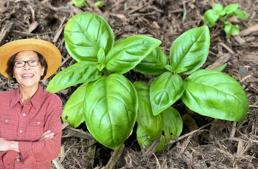 ¿Por qué tu albahaca se pone amarilla? Descubra las causas y soluciones rápidas