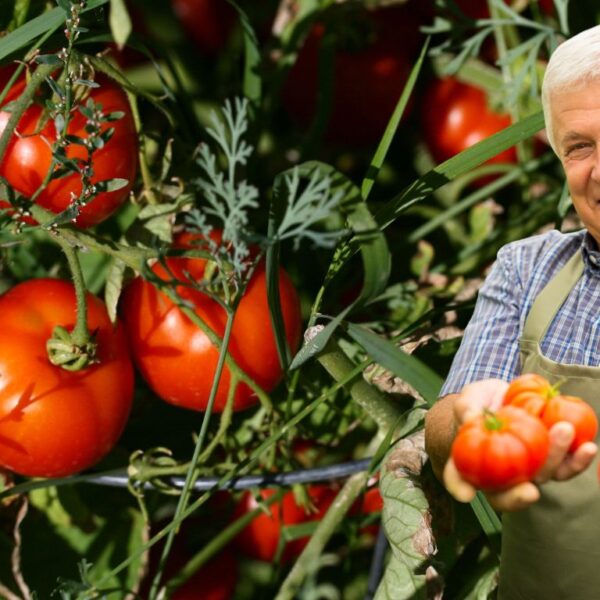 ¿Quieres tomates más grandes en agosto? He aquí cómo hacerlo