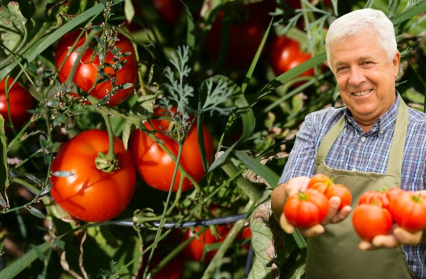 ¿Quieres tomates más grandes en agosto? He aquí cómo hacerlo